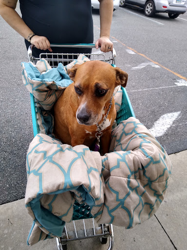 Pet Supply Store «Pet Supermarket», reviews and photos, 1746 E Silver Springs Blvd, Ocala, FL 34470, USA