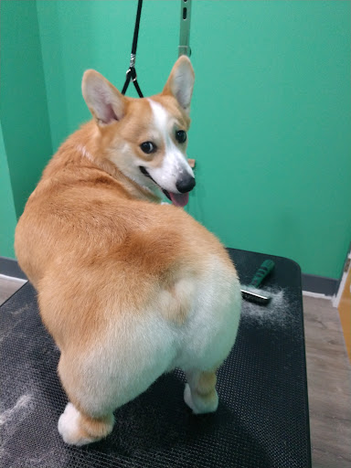 Alpha Dog Grooming Services - Pet Groomer in Philadelphia