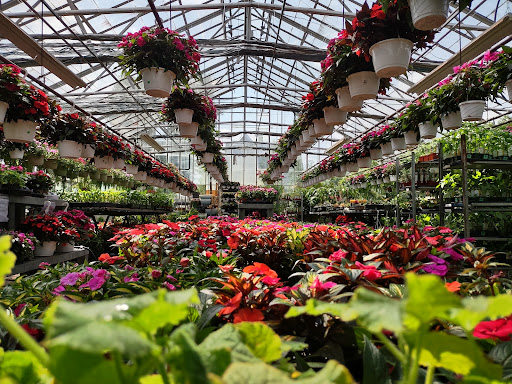 Garden Center «Westminster Nursery & Florist», reviews and photos, 30 Westminster Rd, West Hempstead, NY 11552, USA