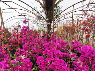 Mavi Yeşil Çiçekçilik Peyzaj