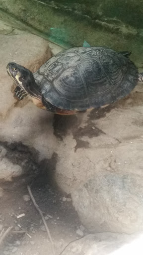 Zoo «Trevor Zoo at Millbrook School», reviews and photos, 282 Millbrook School Rd, Millbrook, NY 12545, USA