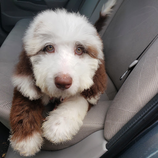 Pet Supply Store «Pet Supplies Plus», reviews and photos, 5394 Kemps River Dr Suite 101, Virginia Beach, VA 23464, USA