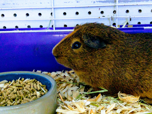 Pet Store «Pet Cove», reviews and photos, 820 E Center St, Kingsport, TN 37660, USA