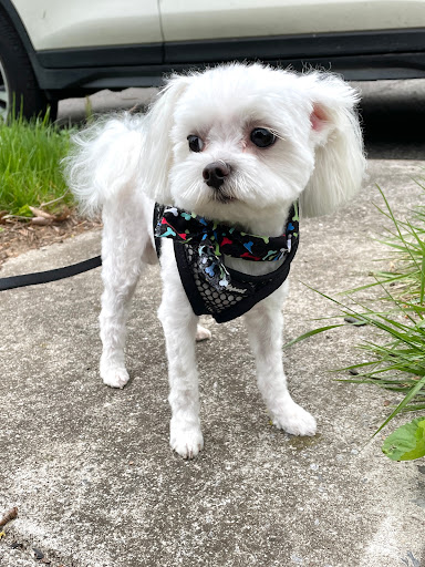 Pet Supply Store «Pet Supplies of Bayside», reviews and photos, 224-25 Union Tpke, Oakland Gardens, NY 11364, USA