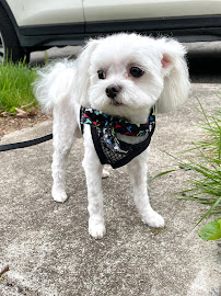 Lucky Paws Pet Grooming - Photo 3 - Car repair in Flushing, NY, Queens