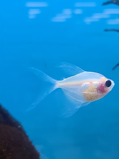 Pet Supply Store «Petco Animal Supplies», reviews and photos, 6612 Richmond Hwy, Alexandria, VA 22306, USA