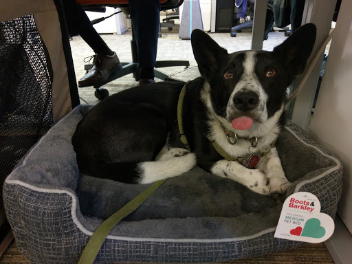 Here, Doggy image