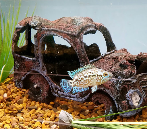 Tropical Fish Store «Pet Friendly Inc», reviews and photos, 845 Manitou Rd, Hilton, NY 14468, USA