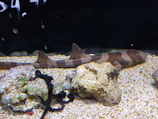 Pet Store «Wet Pets And Friends», reviews and photos, 3695 Washington Rd, Canonsburg, PA 15317, USA