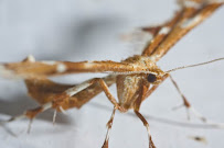 Pied Piper Pest Control - Photo 3 - Car repair in Anchorage, AK, Anchorage