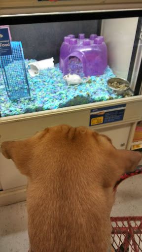 Pet Supply Store «PetSmart», reviews and photos, 8660 Airline Hwy, Baton Rouge, LA 70815, USA