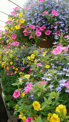 Plant Nursery «Blooming Acres», reviews and photos, 7561 State Rd, Wadsworth, OH 44281, USA