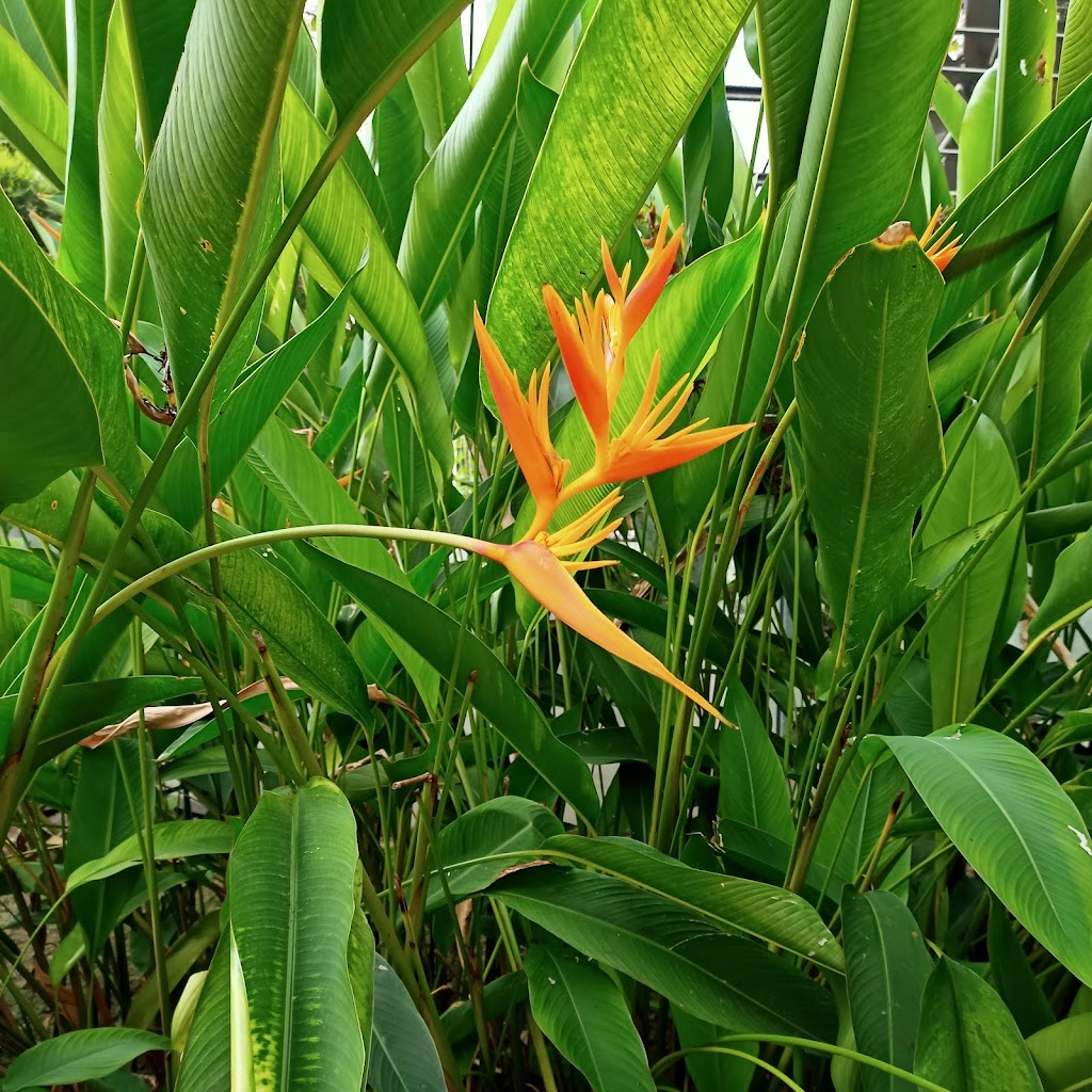 蘿莎玫瑰山莊 的照片