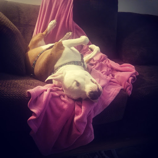 Pet Supply Store «Healthy Pet Center», reviews and photos, 775 New Loudon Rd, Latham, NY 12110, USA