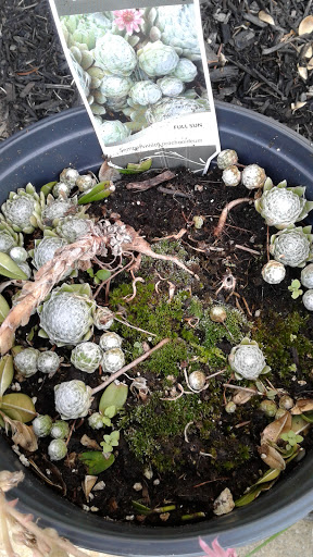 Bakery «McDuffies Bakery», reviews and photos, 9920 Main St, Clarence, NY 14031, USA