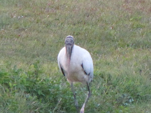 Golf Club «Riverside Club Golf & Marina Community», reviews and photos, 2550 Pier Dr, Ruskin, FL 33570, USA