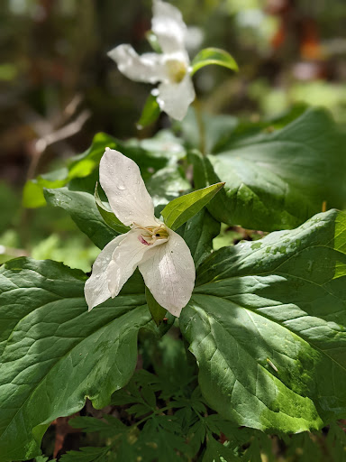 Park «Willis D. Tucker Community Park», reviews and photos, 6705 Puget Park Dr, Snohomish, WA 98296, USA