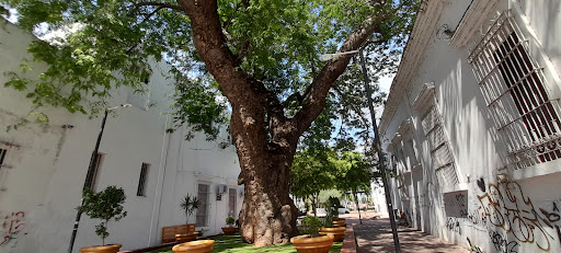 El Arbol Del Amor