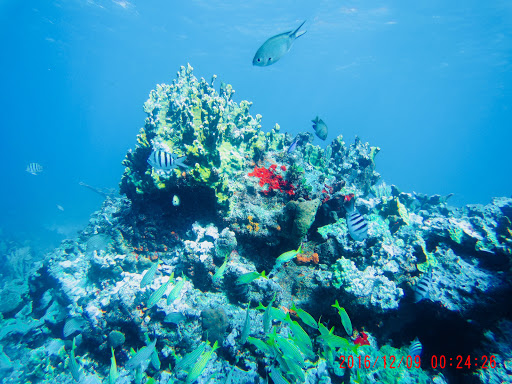 Manta Dive & Snorkel Cancun