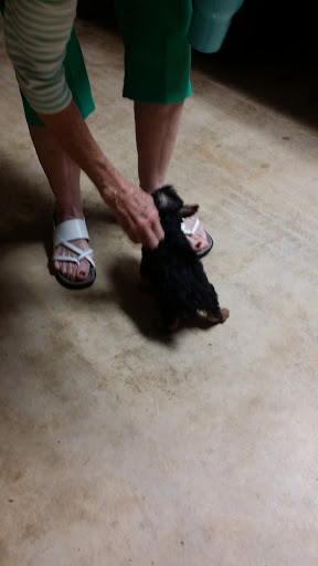 Pet Store «Wet Pets», reviews and photos, 1712 Montgomery Hwy, Dothan, AL 36303, USA