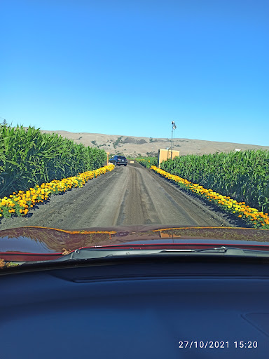 Pumpkin Patch «Spina Farms», reviews and photos, Santa Teresa Blvd, Morgan Hill, CA 95037, USA