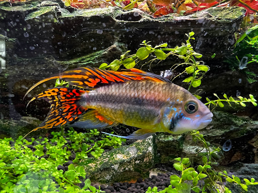 Tropical Fish Store «C K Fish World», reviews and photos, 410 N Azusa Ave, West Covina, CA 91791, USA