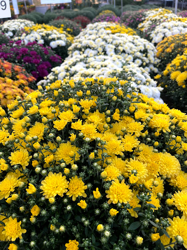 Grocery Store «Horrocks Market», reviews and photos, 4455 Breton Rd SE, Kentwood, MI 49508, USA