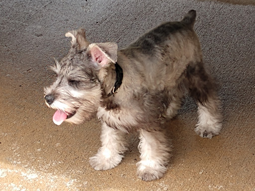 Pet Supply Store «PetSmart», reviews and photos, 11331 Causeway Blvd, Brandon, FL 33511, USA