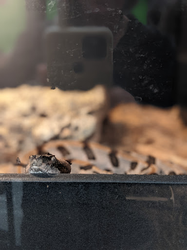 Nature Preserve «Tree Hill Nature Center», reviews and photos, 7152 Lone Star Rd, Jacksonville, FL 32211, USA