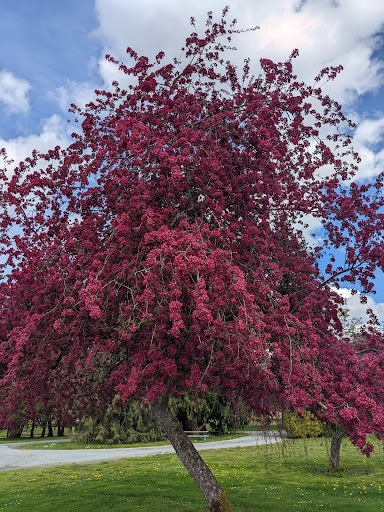 Park «Marymoor Park», reviews and photos, 6046 West Lake Sammamish Pkwy NE, Redmond, WA 98052, USA