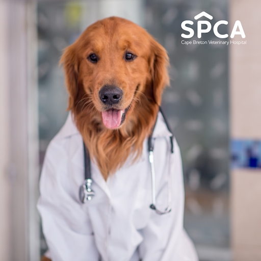 Tartan Tails Veterinary Hospital - Cape Breton image