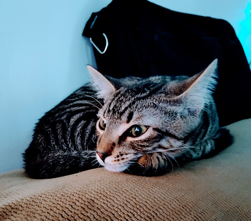 Pet Supply Store «Petco Animal Supplies», reviews and photos, 41 Narrows Shopping Center, Edwardsville, PA 18704, USA