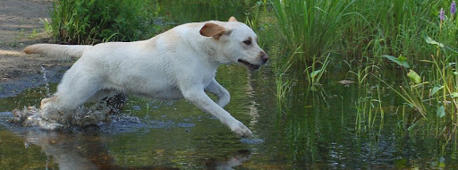 62 Hope Ave, Hope, RI 02831, USA