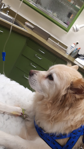 Dr.med.vet. Rolf Weckmüller Tierarzt unter Eschwege, 