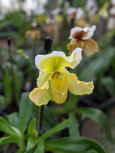 Florist «Little Brook Orchids», reviews and photos, 25 Rider Ave, Lancaster, PA 17603, USA