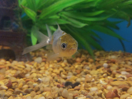 Pet Supply Store «PetSmart», reviews and photos, 5011 Grande Shops Ave, Medina, OH 44256, USA