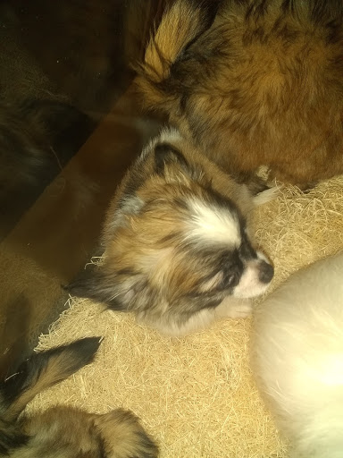 Pet Store «Perfect Pets», reviews and photos, 6840 S University Blvd #410, Centennial, CO 80122, USA