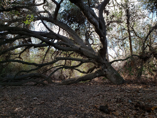 Marian Bear Memorial Park, 5491 Genesee Ave, San Diego, CA 92117