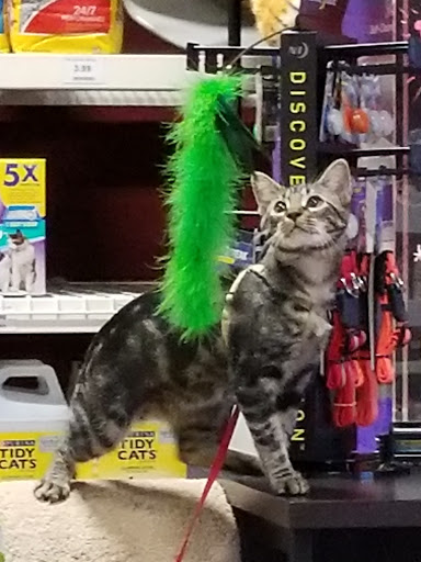 Pet Supply Store «One of the Family Pet Supply LLC», reviews and photos, 288 Lincoln Blvd, Middlesex, NJ 08846, USA