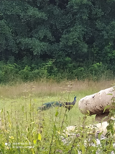 Tierspital Kreil - Tierarztpraxis für Kleintiere, Pferde, Exoten und diverse andere Tierarten unter Tann, 