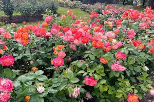 Stanley Park Rose Garden image