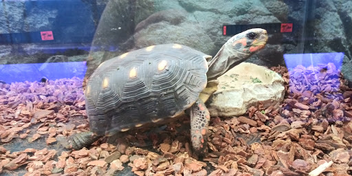 Pet Store «Super Pets», reviews and photos, 9403 E Las Tunas Dr, Temple City, CA 91780, USA