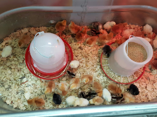 Home Improvement Store «Tractor Supply Co.», reviews and photos, 5359 W US Hwy 90, Lake City, FL 32055, USA