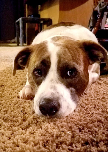 All Creatures Animal Clinic Jasper