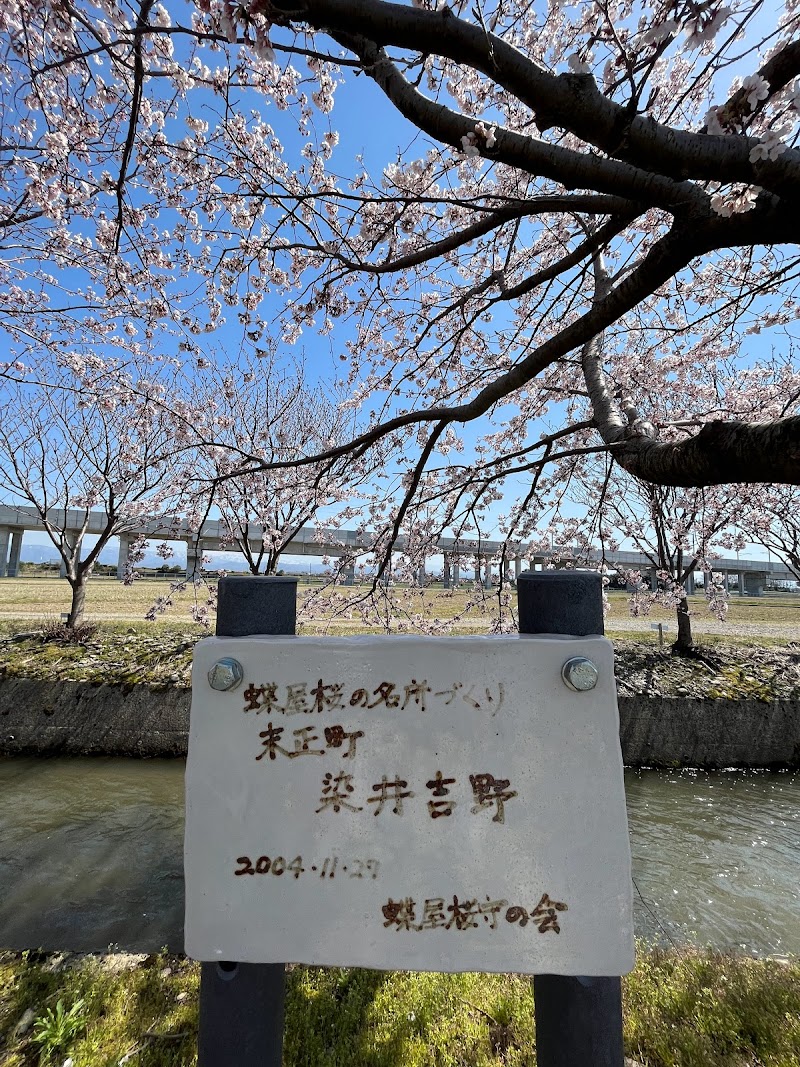 蝶屋桜の名所づくり 末正町 染井吉野