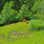 Photo n°1 de l'avis de Michele.a fait le 17/07/2020 à 15:40 sur le  Talamini Farm à Vodo di Cadore