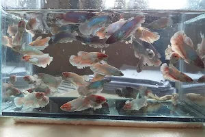 Atacadão de peixes ornamentais image