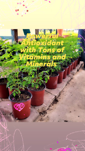 Plant Nursery «HOUSTON PLANTS & GARDEN WORLD», reviews and photos, 16726 North Fwy, Houston, TX 77090, USA