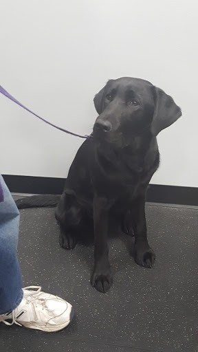 Pet Trainer «Especially For Pets Inc», reviews and photos, 424 Boston Post Rd, Sudbury, MA 01776, USA