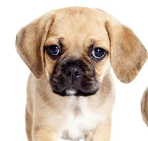 Pet Store «Pet Express», reviews and photos, 100 Independence Way, Danvers, MA 01923, USA